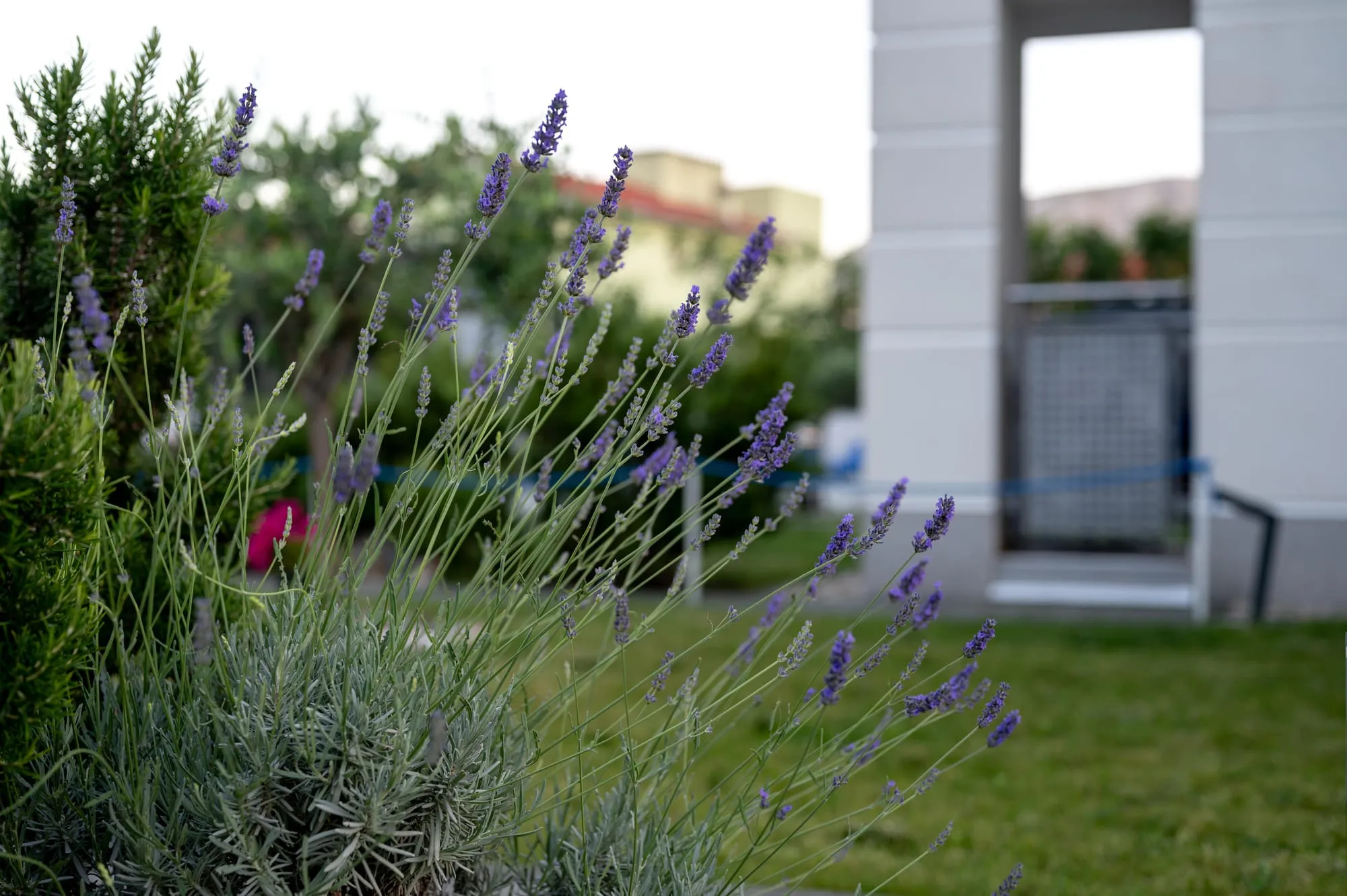 Lavender in the Adorami garden